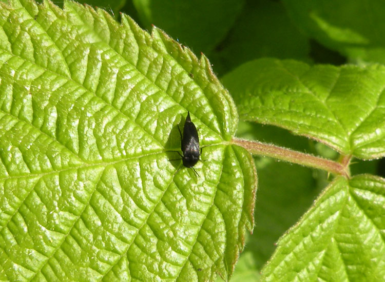 Mordellidae
